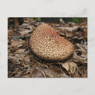 Mushroom 149 ~ postcard