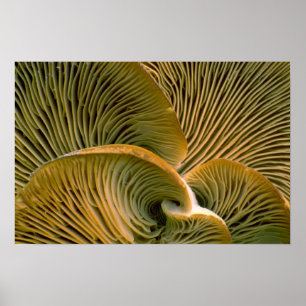 Mushroom cluster on a dead tree poster