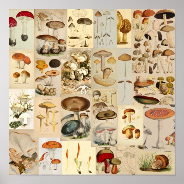 Mushroom Collage Vintage Colour Art Print (Front)