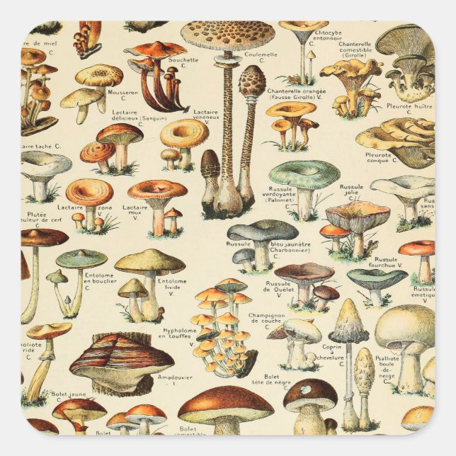 Mushroom Collection  Square Sticker (Front)