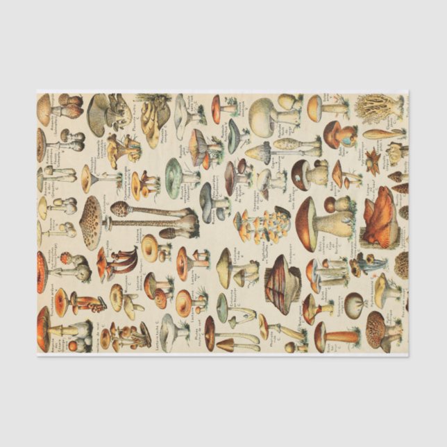 Mushroom Collection  Tissue Paper (Front)