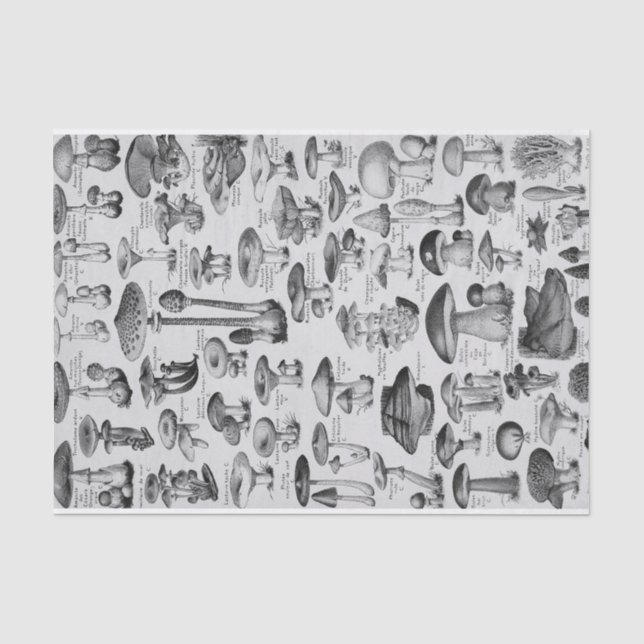 Mushroom Collection  Tissue Paper (Front)