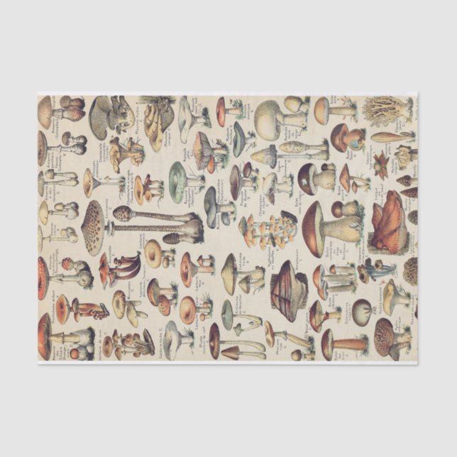 Mushroom Collection  Tissue Paper (Front)