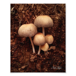 Mushroom Family Photo Print