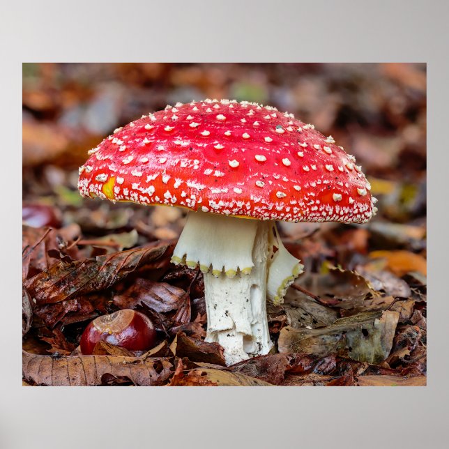Mushroom Fly Agaric or Fly Amanita Muscaria Poster (Front)