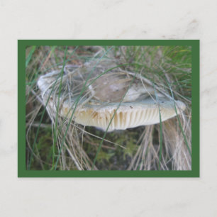 Mushroom Gills Postcard