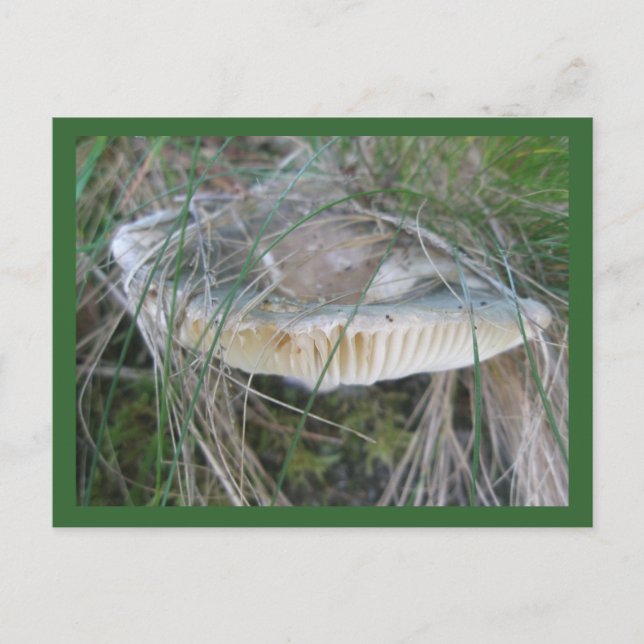 Mushroom Gills Postcard (Front)
