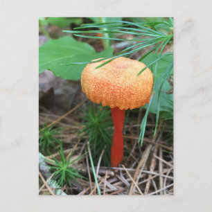Mushroom Holiday Postcard