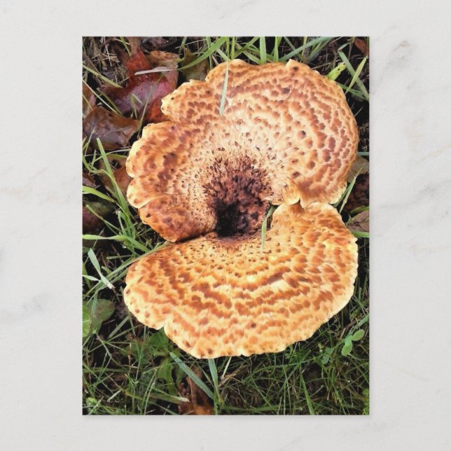 Mushroom in the Forest Postcard (Front)