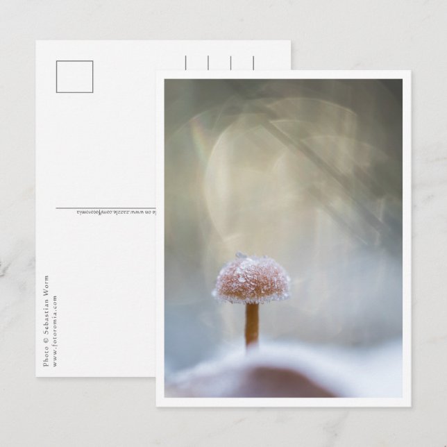 Mushroom Nature Photo Postcard (Front/Back)
