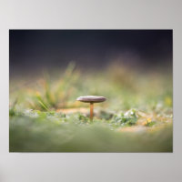 Mushroom Nature Photo