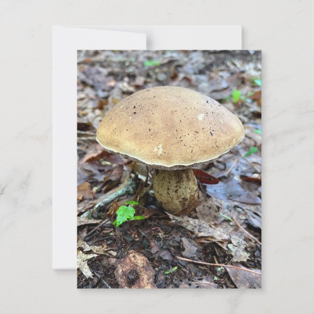 Mushroom Note Card (Front)