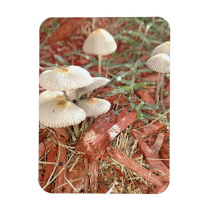 Mushroom Photo Magnet
