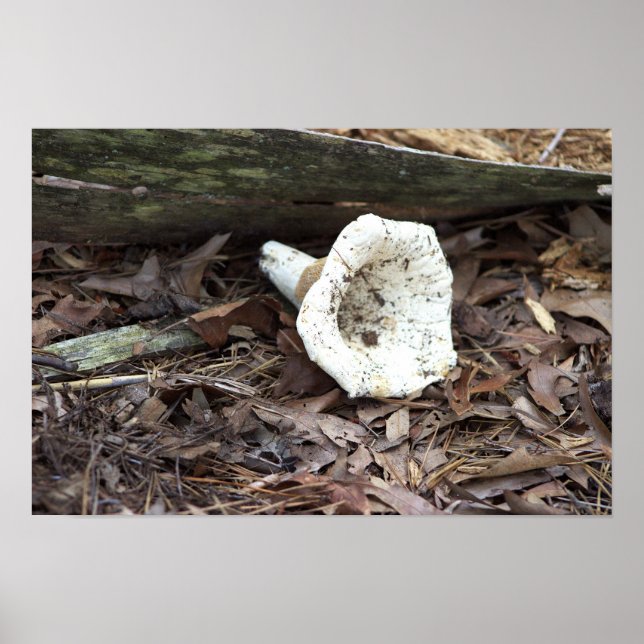 Mushroom Photo Poster (Front)