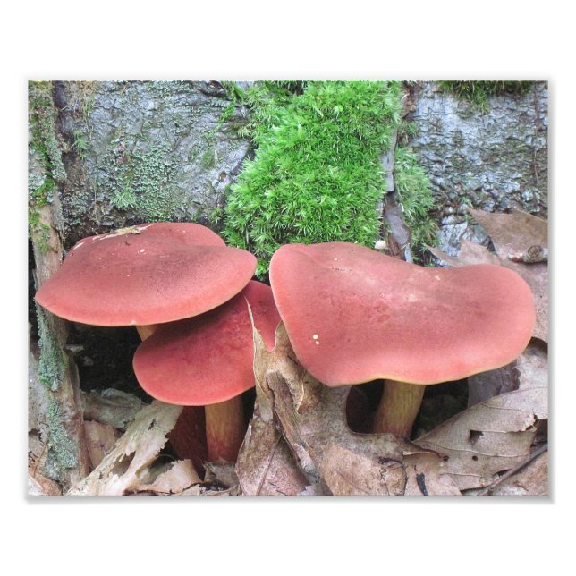 Mushroom Photo Print (Front)