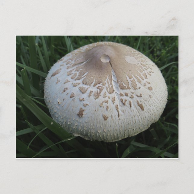 Mushroom Postcard (Front)