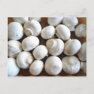 Mushroom Postcard