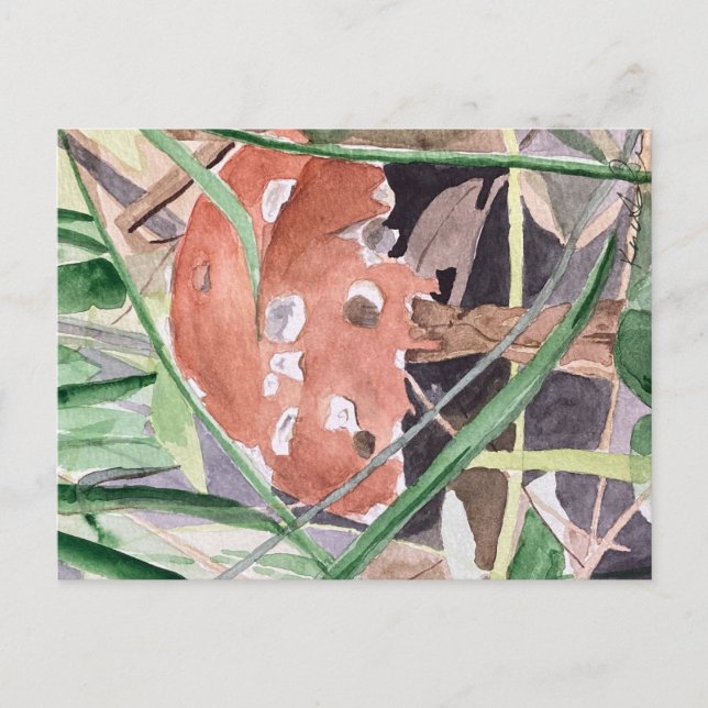 mushroom postcard (Front)
