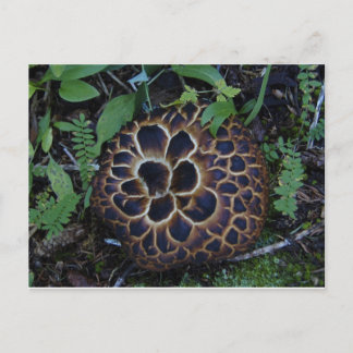 Mushroom Postcard