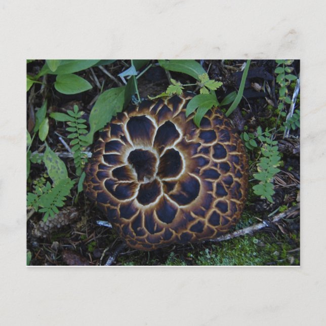 Mushroom Postcard (Front)