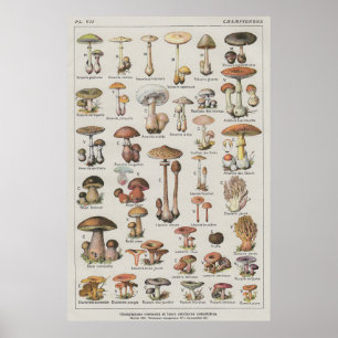 Mushroom Poster