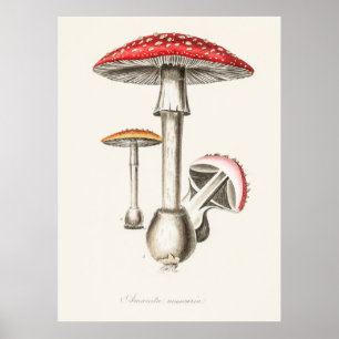 Mushroom Poster