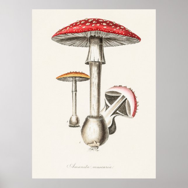 Mushroom Poster (Front)
