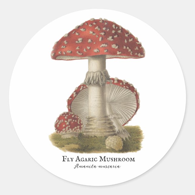 Mushroom Red Magic Vintage Print Classic Round Sticker (Front)
