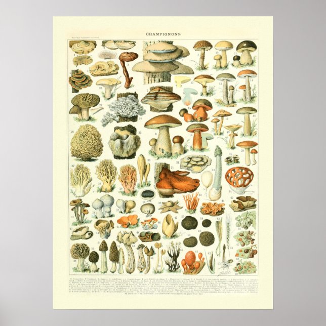 Mushroom Science Illustration - Adolphe Millot Poster (Front)