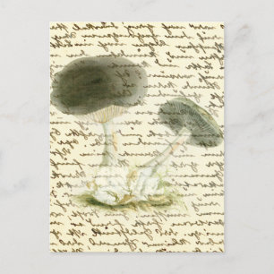 Mushroom sketch faded text boho cottagecore morels postcard