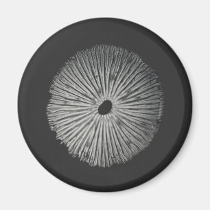 Mushroom spore magnet