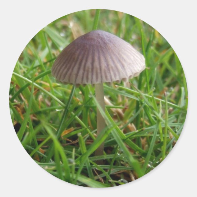 Mushroom Stickers (Front)
