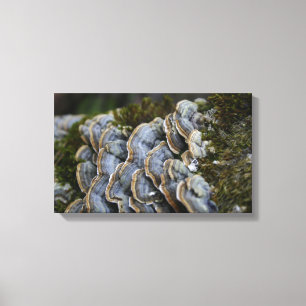 Mushroom Tree Photo Wrapped Canvas