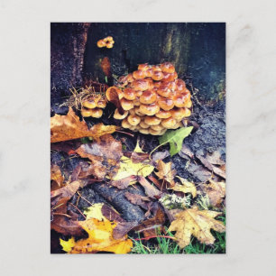 Mushroom Village Postcard