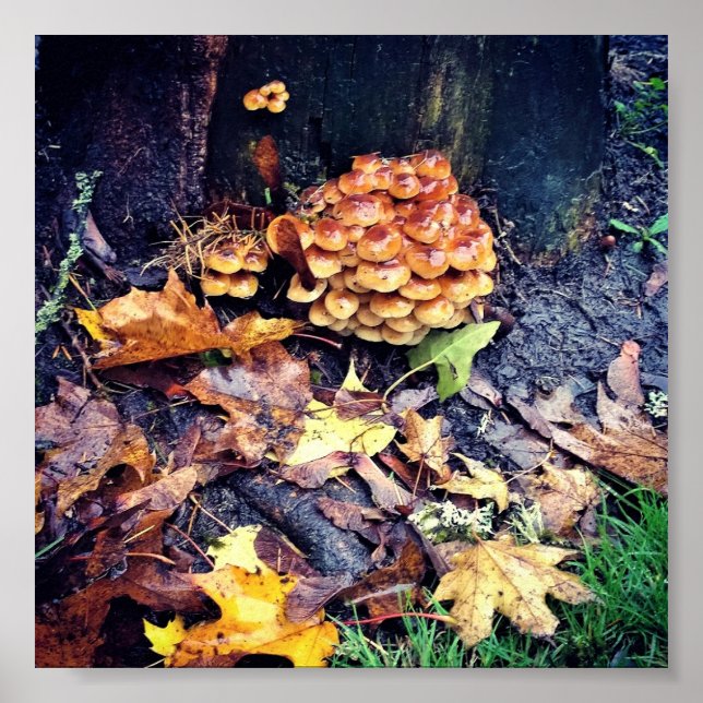Mushroom Village Poster (Front)