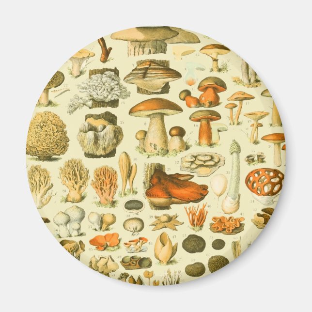 Mushroom Vintage Toadstool Antique Illustration Magnet (Front)
