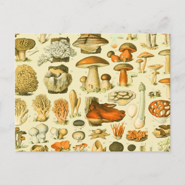 Mushroom Vintage Toadstool Antique Illustration Postcard (Front)