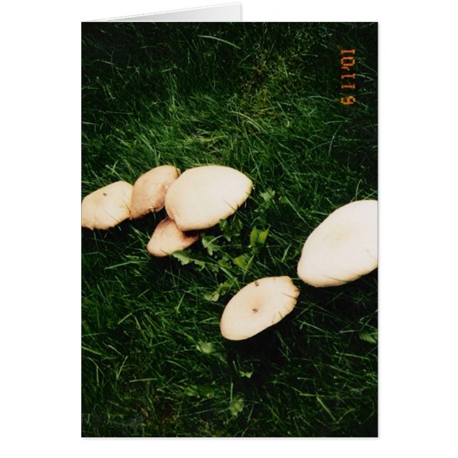 MUSHROOMS (Front)