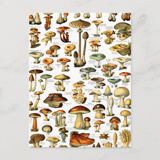 MUSHROOMS 4  POSTCARD (Front)