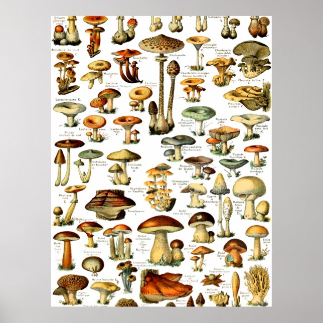 MUSHROOMS 4 POSTER (Front)