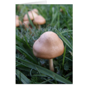 Mushrooms Card