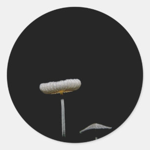 Mushrooms Classic Round Sticker