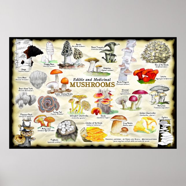 Mushrooms (edible and medicinal) poster (Front)