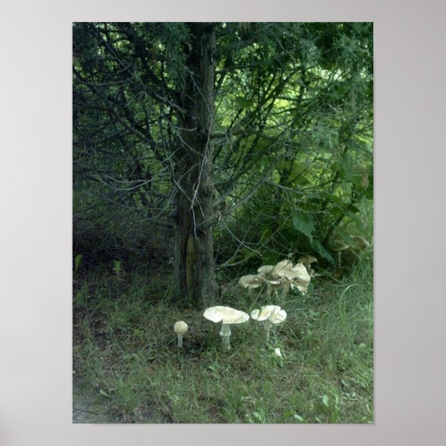 Mushrooms for Pat Poster (Front)