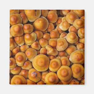 Mushrooms Fungus Magnet
