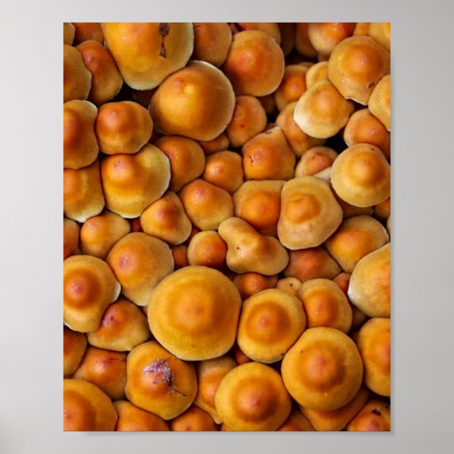 Mushrooms Fungus Poster (Front)