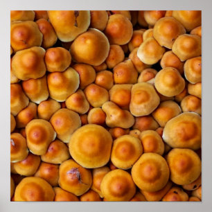 Mushrooms Fungus Poster