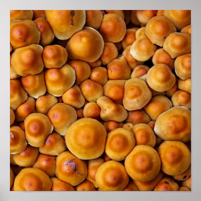 Mushrooms Fungus Poster (Front)