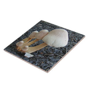 Mushrooms in Mulch - Leucoagaricus americanus Tile