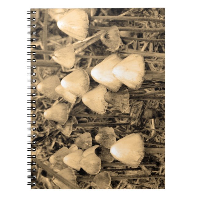 Mushrooms in sepia spiral notebook (Front)
